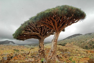 alberi sangue di drago