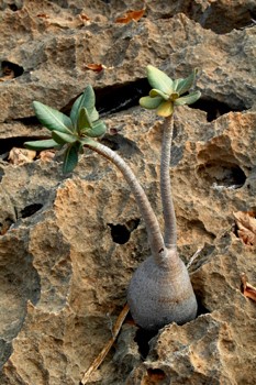 albero bottiglia