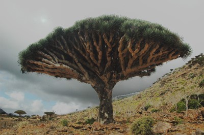 alberi sangue di drago